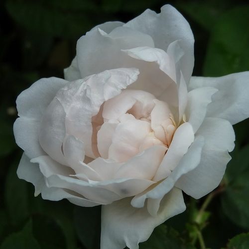 Rosa  Ännchen von Tharau - biały  - Róże pienne - z kwiatami róży angielskiej - korona krzaczasta